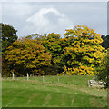 Pasture and woodland near Littlegain, Shropshire