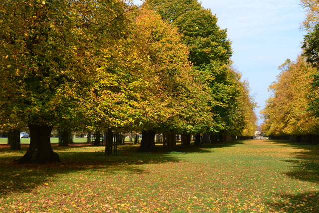 Avenue of trees in Bushy Park © David Martin cc-by-sa/2.0 :: Geograph ...