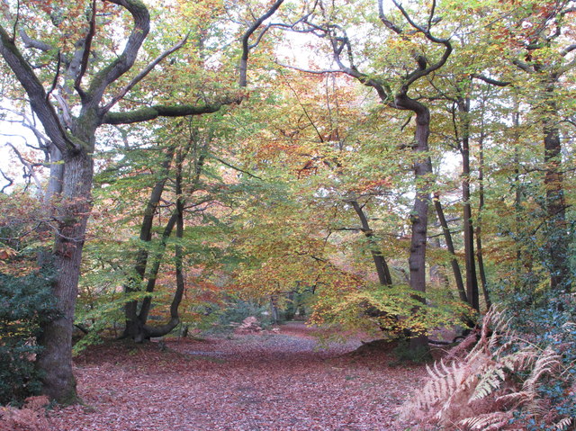 Trees in autumn, Burnham Beeches