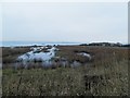 Montrose Basin