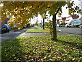 Autumn light along Mollison Way