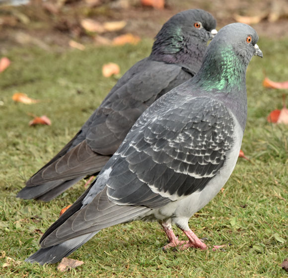 Feral pigeons, Victoria Park, Belfast (October 2015)