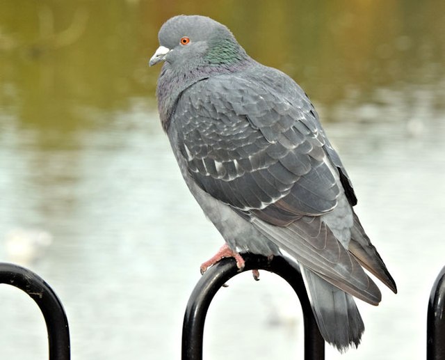 Feral pigeon, Victoria Park, Belfast... © Albert Bridge :: Geograph Ireland