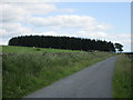 Plantation near Stockbridgehill