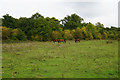 Horses near Jubilee Country Park