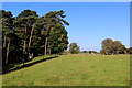 Pasture in Catton