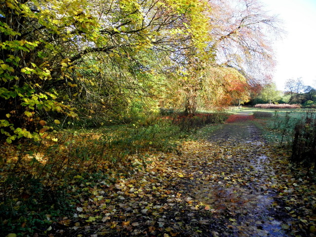 Fallen Leaves, Seskinore Forest © Kenneth Allen :: Geograph Ireland