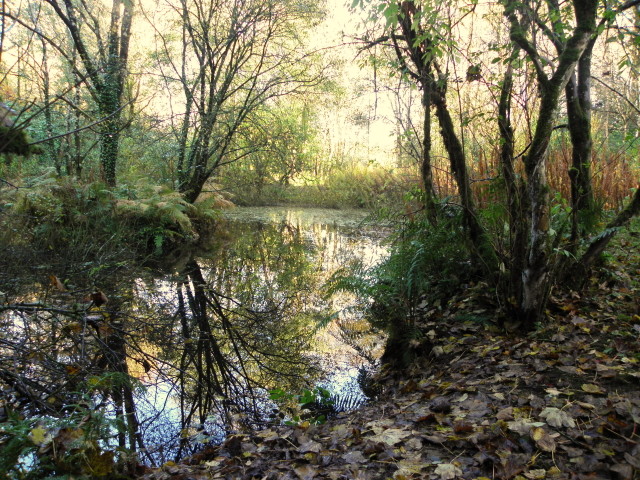 cindersap forest pond.