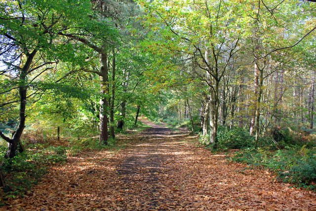 Autumn in Delamere Forest