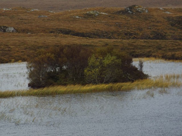Wooded islet on lochan in Inverpolly Forest