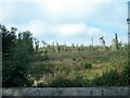 Cut over forest at Castlewellan Forest Park