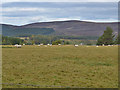 Field and sheep near Tomatin