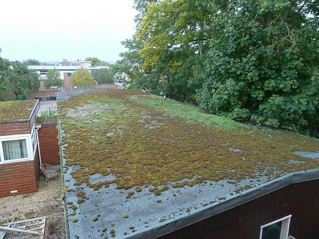 Green roof on Polebarn Road, Trowbridge
