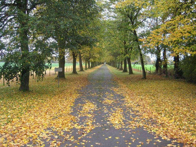 Avenue of autumn colours