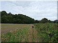 View across farmland to Pear Tree Bank near Chirnside