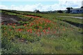 Porthmissen Poppies