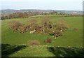 Trees above Corscombe