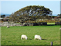 Pasture south of Tal-y-bont