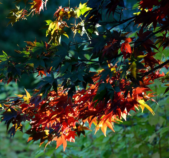 Maple leaves in Burghfield Common, Berkshire