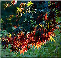 Maple leaves in Burghfield Common, Berkshire