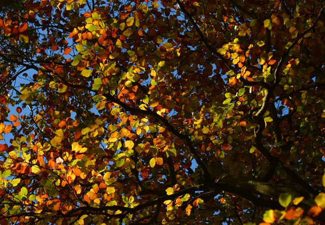Beech leaves in Sulham Wood, Berkshire