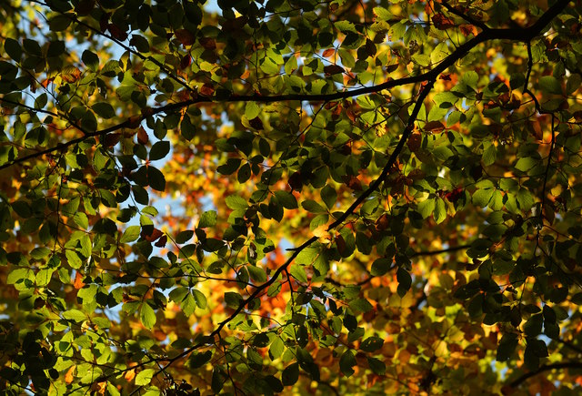 Beech foliage, Sulham Wood, Berkshire