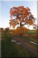 Golden tree on the track towards Old Pond Close