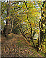 The southern Edge of Thrift Wood in Autumn, Woodham Mortimer