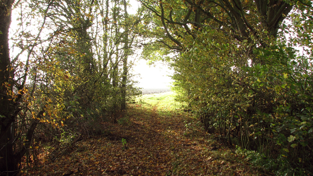 Sunshine at the end of the tree tunnel © Evelyn Simak :: Geograph ...