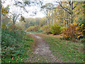 Ride in Chalkney Wood