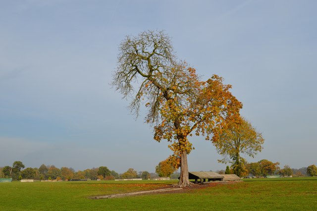 Somerford Park Farm: tree in cross-country school