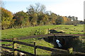 Woodland by the stream at Home Farm