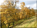 NS9221 : Birch wood, Glencaple by Alan O'Dowd