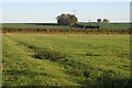 Pasture by The Nest Farm