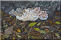 SJ7574 : Cheshire Fungi (4) by Anthony O'Neil