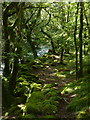 Path along Afon Ysgethin