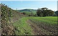 Young crop, North Chideock