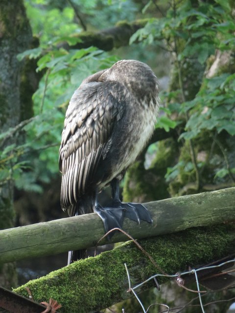 Young cormorant sleeping on a fence