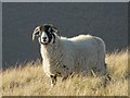 SK1395 : Blackface sheep above Grinah Grain by Neil Theasby