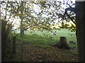 Cows grazing by Chipstead Lane