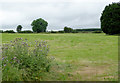 Pasture north of Nebo, Ceredigion