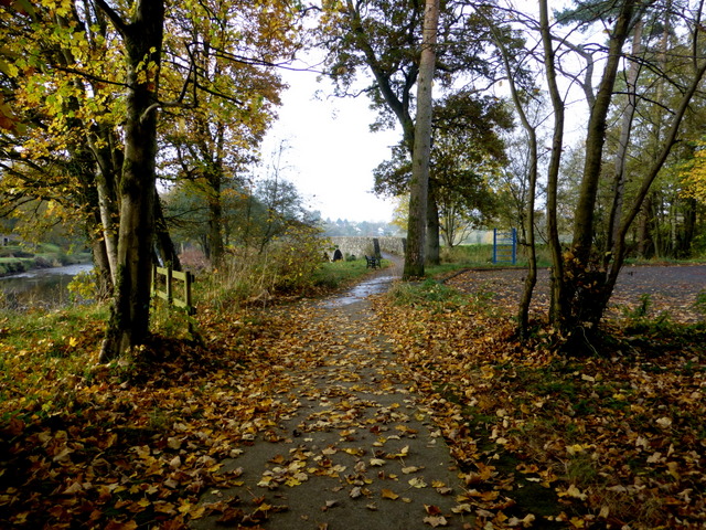 Fallen leaves, Cranny picnic area © Kenneth Allen cc-by-sa/2.0 ...