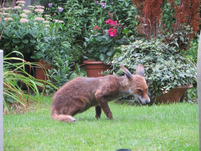 The Highgate Fox