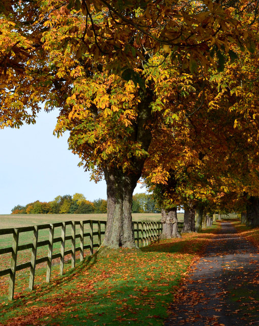 Horse chestnut avenue, Hampstead Norreys, Berkshire