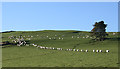 NJ5925 : Sheep on Bin Hill by Anne Burgess