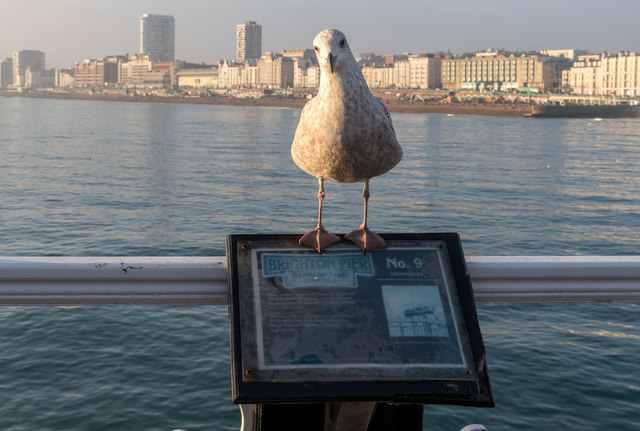 Young Herring Gull on Brighton Pier, Brighton, East Sussex