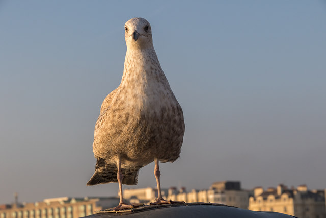 Young Herring Gull, Brighton Pier, Brighton, East Sussex