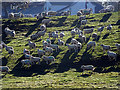 Sheep gathering at Cerrig-tranau