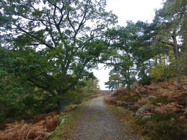 Oak tree beside the track