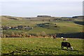 Grazing, Branxholme